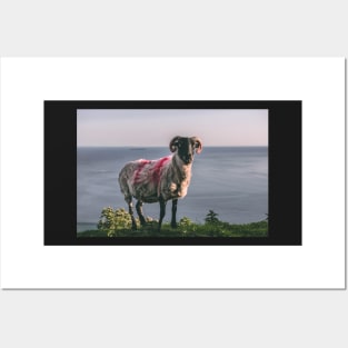 Achill Island Sheep Posters and Art